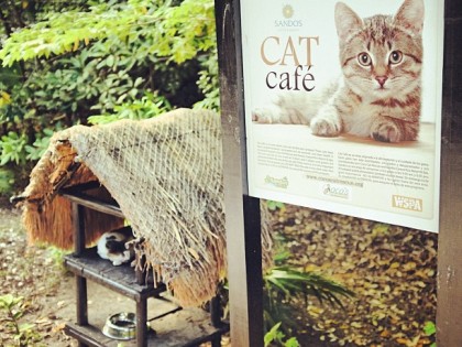 کافه رفاه حیوانات گربه‌های کوکو
