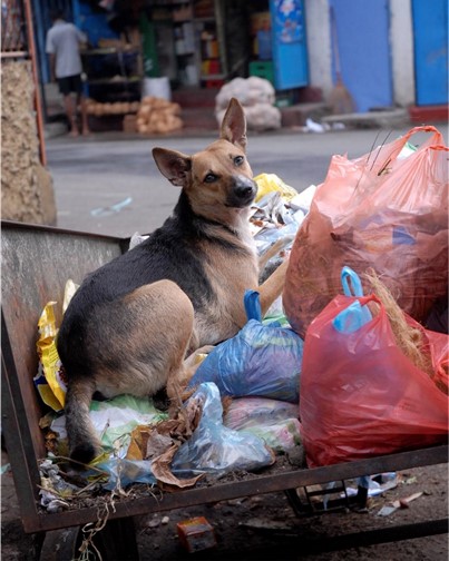 سگ‌های پرسه‌زن درکلومبو، سریبلانکا